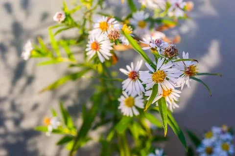 Symphyotrichum lanceolatum. Lanceolate aster blooms in a lush bush in a summe Stock Photos