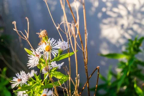 Symphyotrichum lanceolatum. Lanceolate aster blooms in a lush bush in a summe Stock Photos