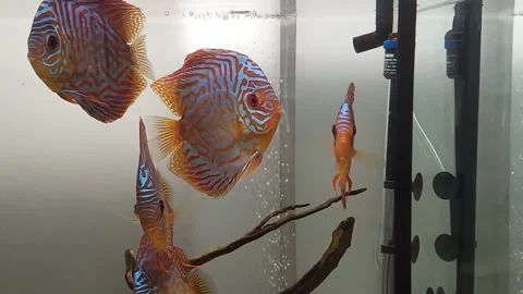 Symphysodon, colloquially known as discus Stock Footage 167496027