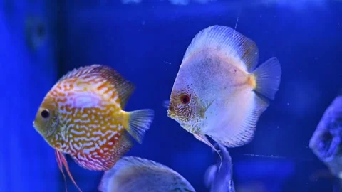 Symphysodon discus from Amazon river. Blue diamond Stock Footage 250187796