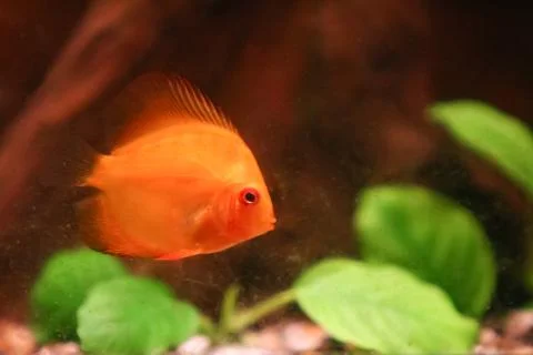 Symphysodon discus Stock Photos