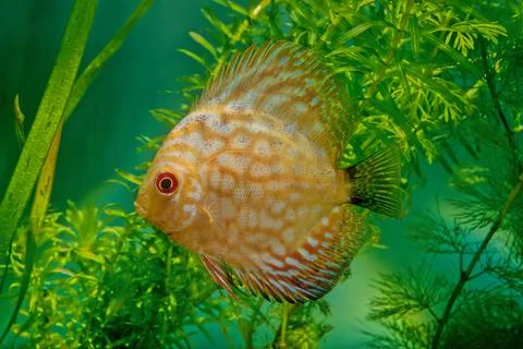 Symphysodon discus Foto stock
