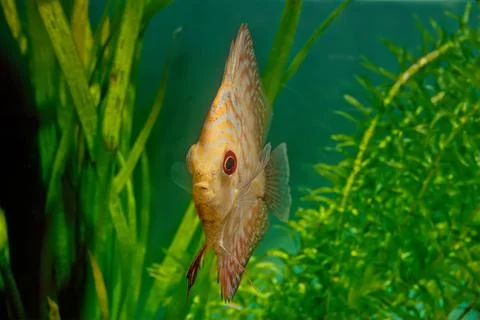 Symphysodon discus Stock Photos