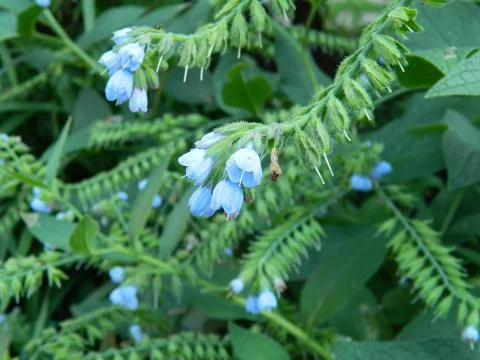 Symphytum (comfrey) Stock Photos