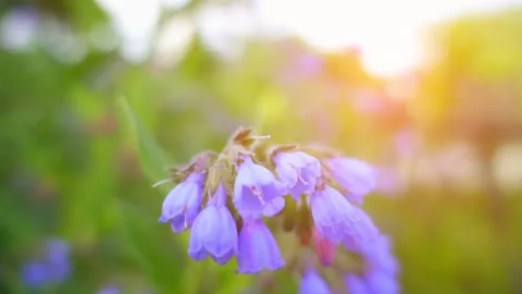 Symphytum or comfrey Stock Footage 85663459