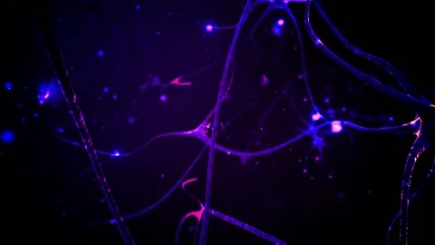 Synapse and Neuron cells sending electrical chemical signals. Stock Footage 151001846