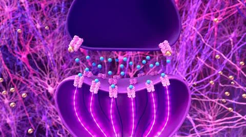 Synapse and neuron. Transmission of the nerve signal between two neurons Stock Illustration