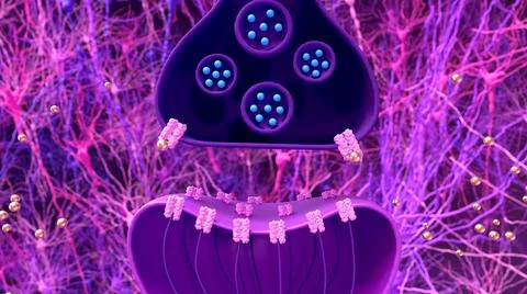 Synapse and neuron. Transmission of the nerve signal between two neurons Stock Illustration
