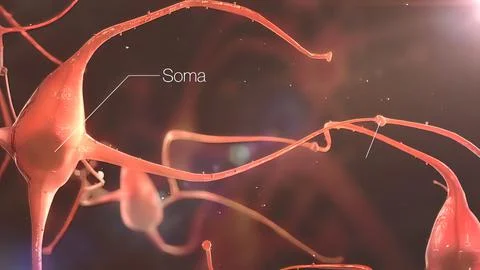 Synapse and Neurons sending electrical signals and chemical signaling Stock Photos