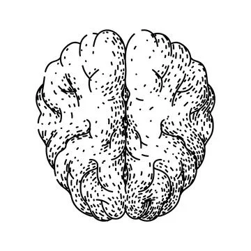 Synapse brain sketch hand drawn vector Ilustración de archivo