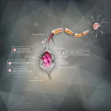 Synapse detailed anatomy Illustrazione stock