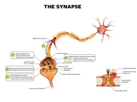 Synapse Stock Illustration