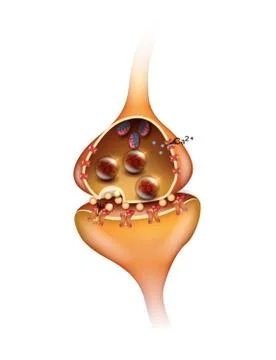 Synapse Stock Illustration