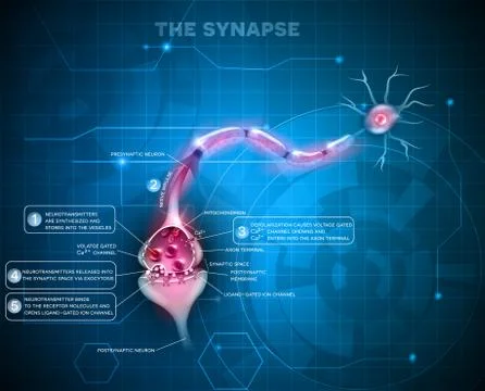 Synapse Illustrazione stock