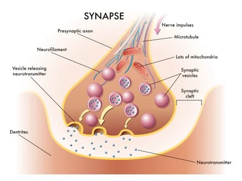 Synapse Stock Illustration