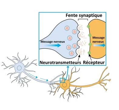 SYNAPSE Illustrazione stock