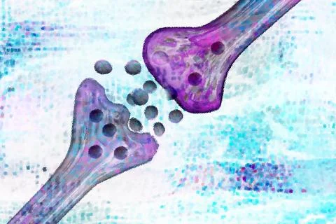 The synaptic cleft is the space between two neurons It connects the presynaptic Stock Illustration