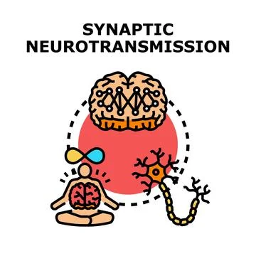 Synaptic neurotransmission process with neuron and brain function Stock Illustration