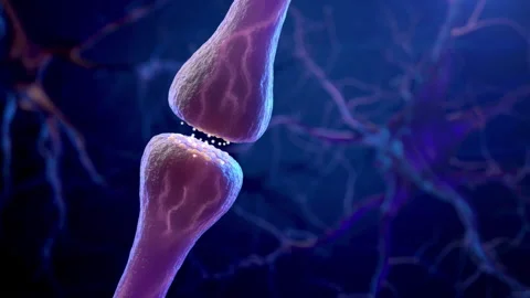 Synaptic transmission Vidéo 168935037