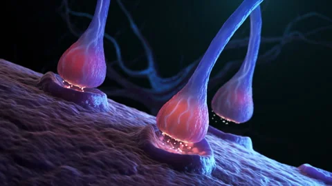 Synaptic transmission Stock Footage 169577073