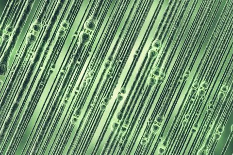 Synaptic transmission, human nervous system. 3d rendering Stock Illustration