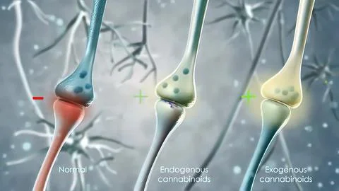 Synaptic transmission, human nervous system. 스톡 일러스트