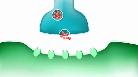 Synaptic transmission. Structure of a typical chemical synapse Vidéo 116050784