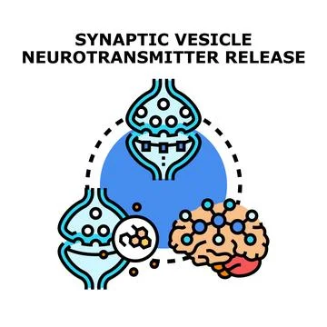 Synaptic vesicle neurotransmitter release process Stock Illustration