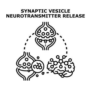 Synaptic vesicle neurotransmitter release process Stock Illustration