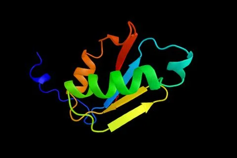 Synaptojanin 2, a protein which interacts with the C3 botulinum toxin subst.. Stock Illustration