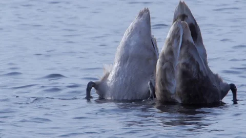 Synchronised Swimming Swans Stock Footage 99054695