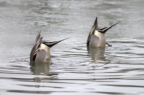 Synchronized Duck Butts Stock Photos