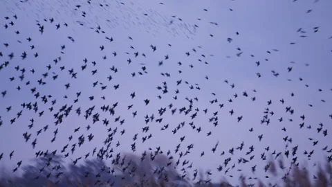 Synchronized flight of starlings in sky, with mesmerizing view of murmuration Video stock 325832240