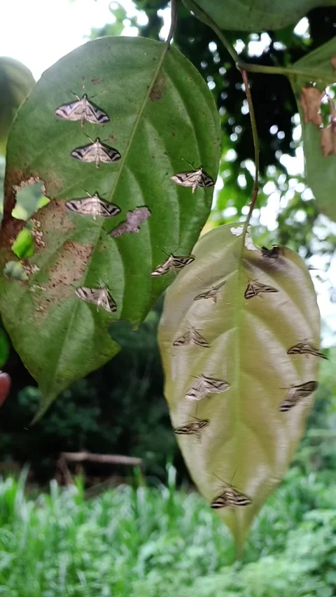Synchronized Group Defense of Perisyntrocha Anialis Moths on Leaf Stock Footage 339197972