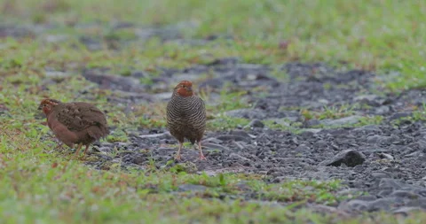 Synchronized Jungle bush quails calling through mist; detailed monsoon dawn Stock Footage 340559258