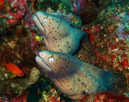 Synchronized moray eels Stock Photos
