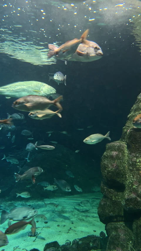 Synchronized Swim: School of Fish in Harmony Stock Footage 273371009