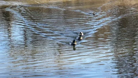 Synchronized swimming performed by ducks. 4K. Stock Footage 230154820