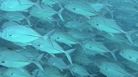 Synchronized Tuna Fish School Journeys Through Sunlit Ocean Depths Stock Footage 340457123