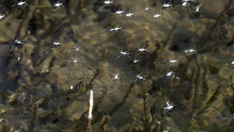 Synchronized Water Spiders Skating Vídeos de archivo 291630317