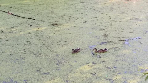 Synchronous and asynchronous diving of ducks in duckweed on the pond is cool Stock Footage 157773674