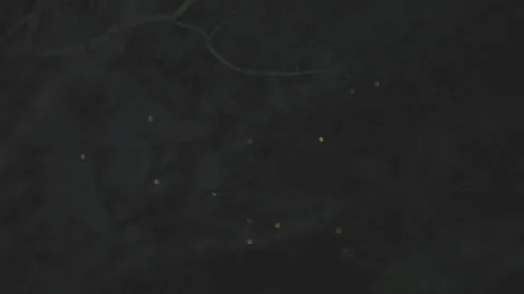 Synchronous fireflies flash in rhythmic waves across the treetop canopy on a Stock Footage 307836734
