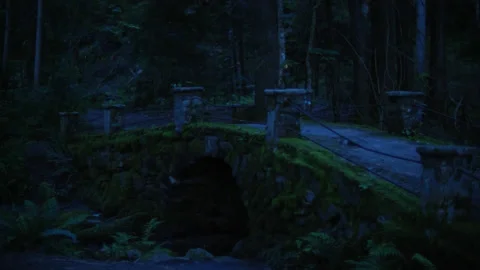 Synchronous Fireflies Lightning Bugs Timelapse in the Great Smoky Mountains Stock Footage 133209341