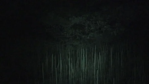 Synchronous fireflies, Malaysia Stock Footage 113218646