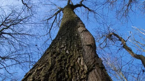 Synergy of trees. The tree has grown together with another tree in the forest. Stock Footage 303638281