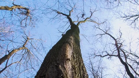 Synergy of trees. The tree has grown together with another tree in the forest. Stock Footage 303638298