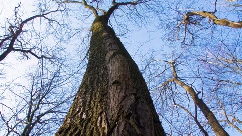 Synergy of trees. The tree has grown together with another tree in the forest. Stock Footage 303638321
