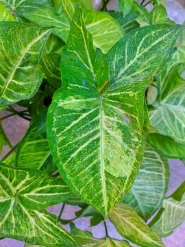 Syngonium Fotos Stock