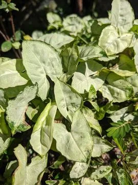 Syngonium Stock Photos
