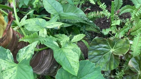 Syngonium plants Stock Footage 229412525